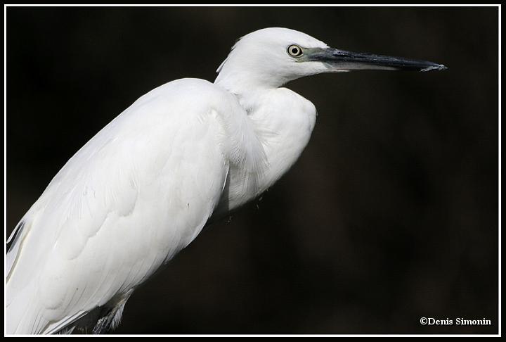 Aigrette garzette